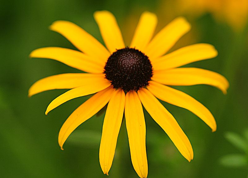 Black Eyed Susan