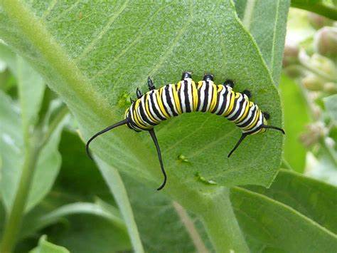 monarch on milkweed